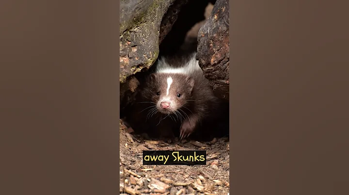 I bet you can't smell this 😷 #shorts #skunks #facts #animalfacts
