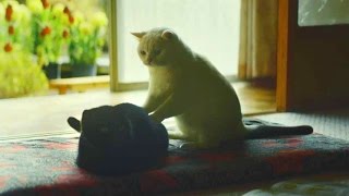 ネコは可愛いしぐさを通信で学ぶ?!／ユーキャンPR映像