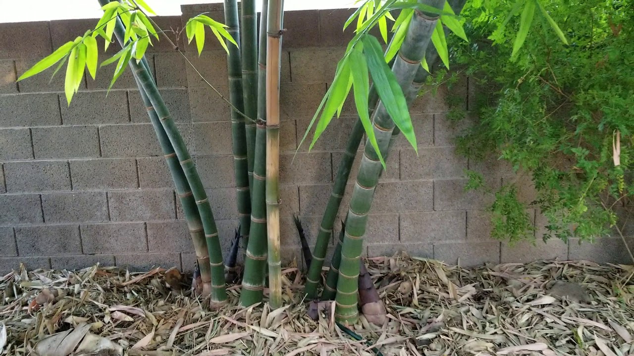 My giant Burmese bamboo YouTube