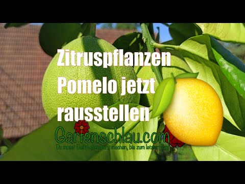 Zitruspflanzen nach den Eisheiligen raus: So vermeidest du Sonnenbrand