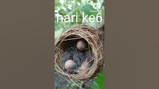 perkembangan anak Kehicap ranting sampai keluar sarang