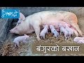 Pig farming in Nepal -  बंगुर पालन प्रविधि | NEPALTODAY_20750527343