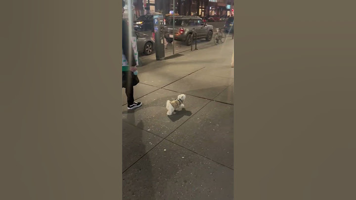 Testing if my dog would recognize me