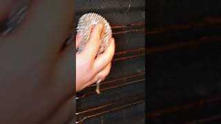 🧼 This Weird Hack Cleans Your Oven Instantly!
🧼 This Weird Hack Cleans Your Oven Instantly! 🧼 This Weird Hack Cleans Your Oven Instantly!