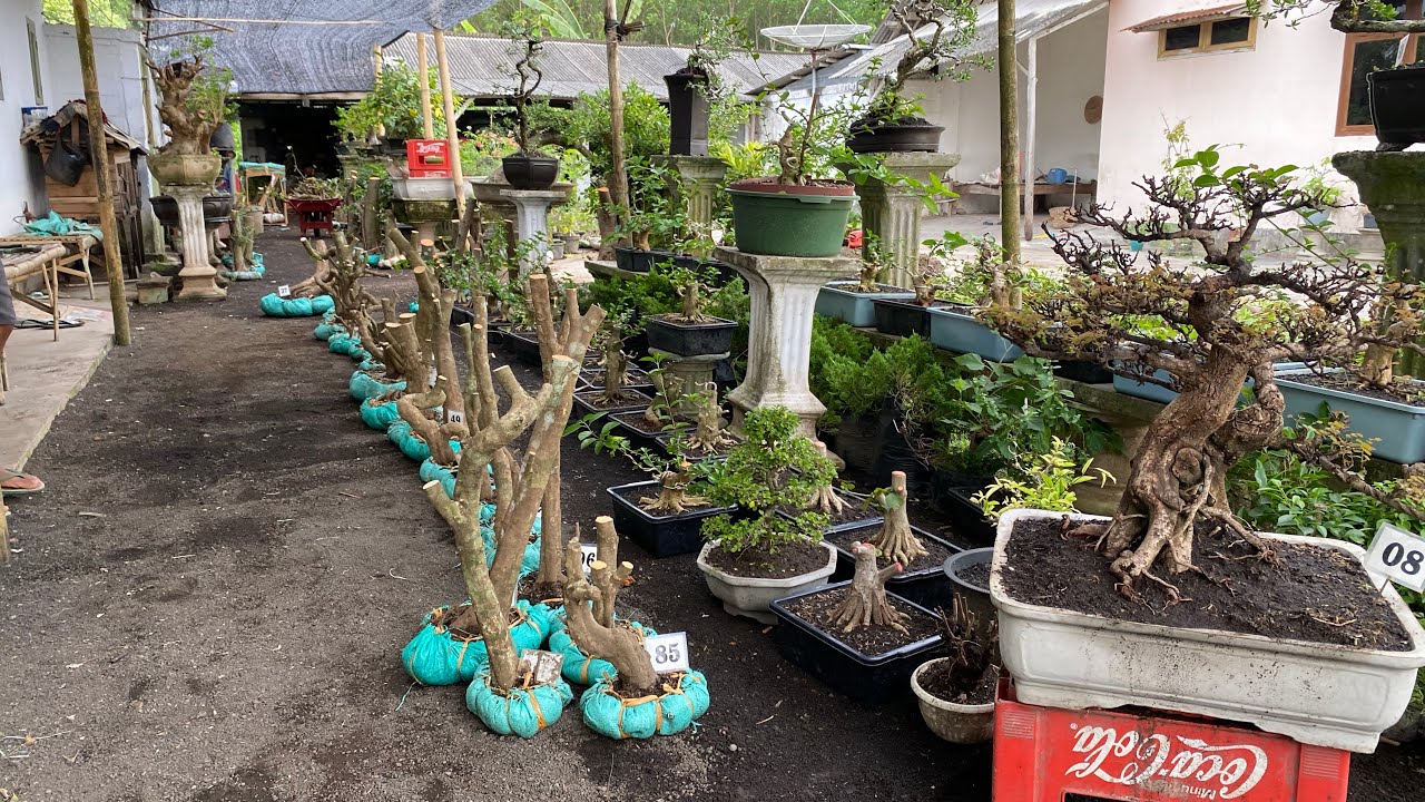 OBRAL LAGI SIANCI HARGA 30rb😱😱COCOK UNTUK PEMULA🥶🥶 minat hub 085150612663