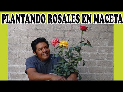 Video: Cultivo De Rosas En Maceta En El País