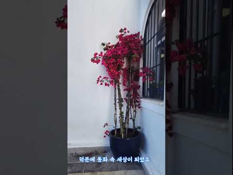 막 찍어도 인생샷 터지는 스페인 하얀 마을 '미하스'  #스페인여행 #미하스 #mijas #스페인남부 #유럽여행 #당나귀택시 #shorts #판도가