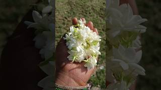 #  बात कड़वी है पर यही सच्चाई है 👌♥️#homegarden #gardening #plantcare #mogra plant#mogra flower