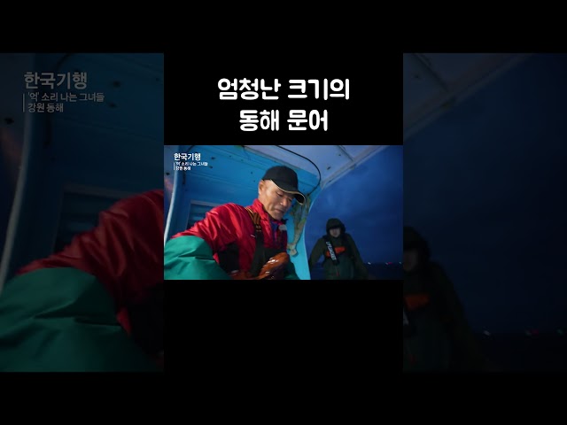 엄청난 크기의 동해 문어 #shorts