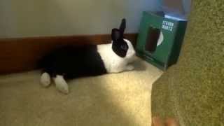 Cute bunny all tired out. Cleans face. From “The World of Mr. B” screenshot 5
