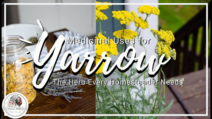 Medicinal Uses for YarrowThe ULTIMATE Homestead Herb