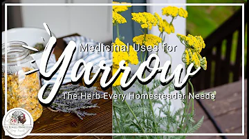 What medicinal color is yarrow?