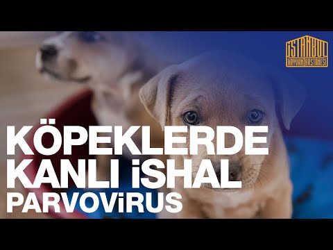 Köpeklerde Kanlı İshal (Parvovirüs) Hastalığı Hakkında Bilgiler.