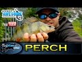 PERCH FISHING with soft plastic lures - TAFishing Show