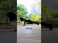 Push-ups not only build strength but also enhance one s vitality and spirit in daily