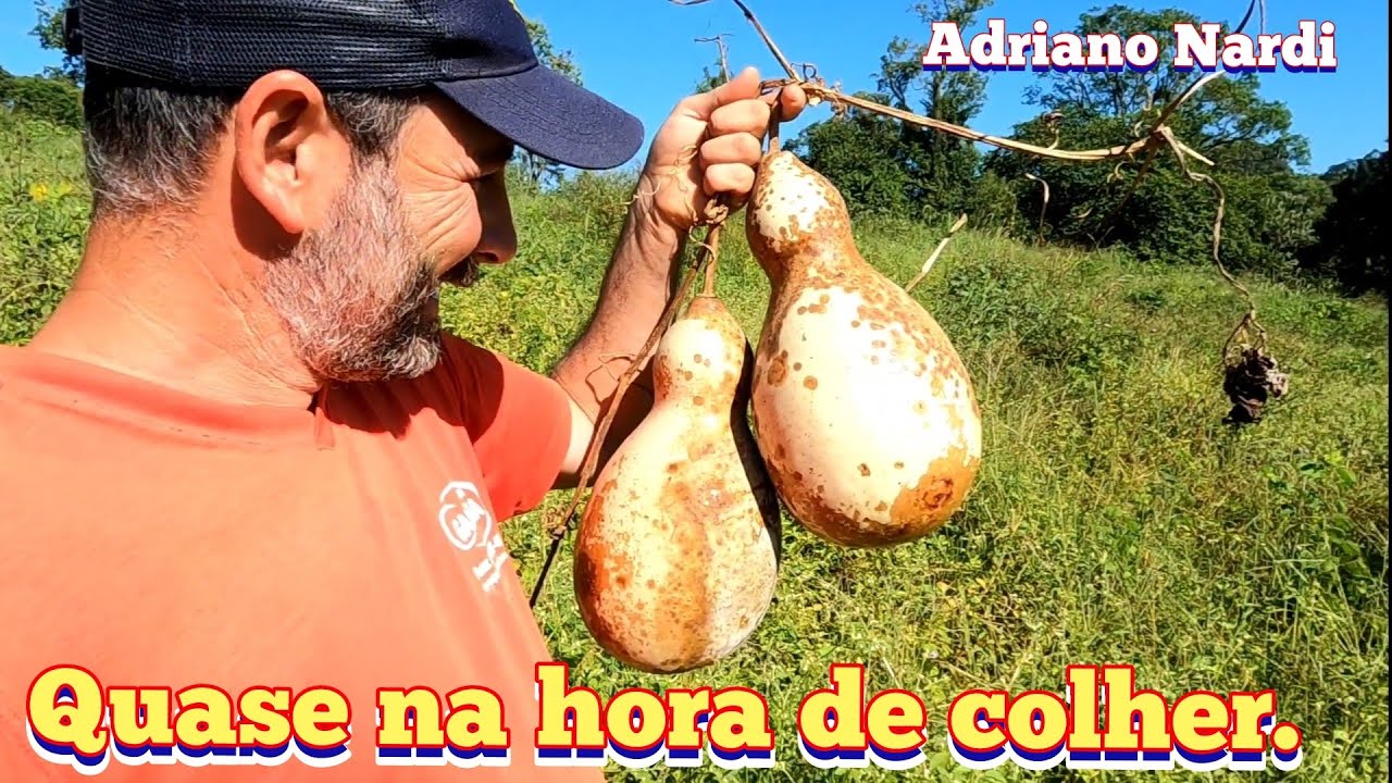 Fomos dar uma olhada na lavoura de porongo do arrendamento.