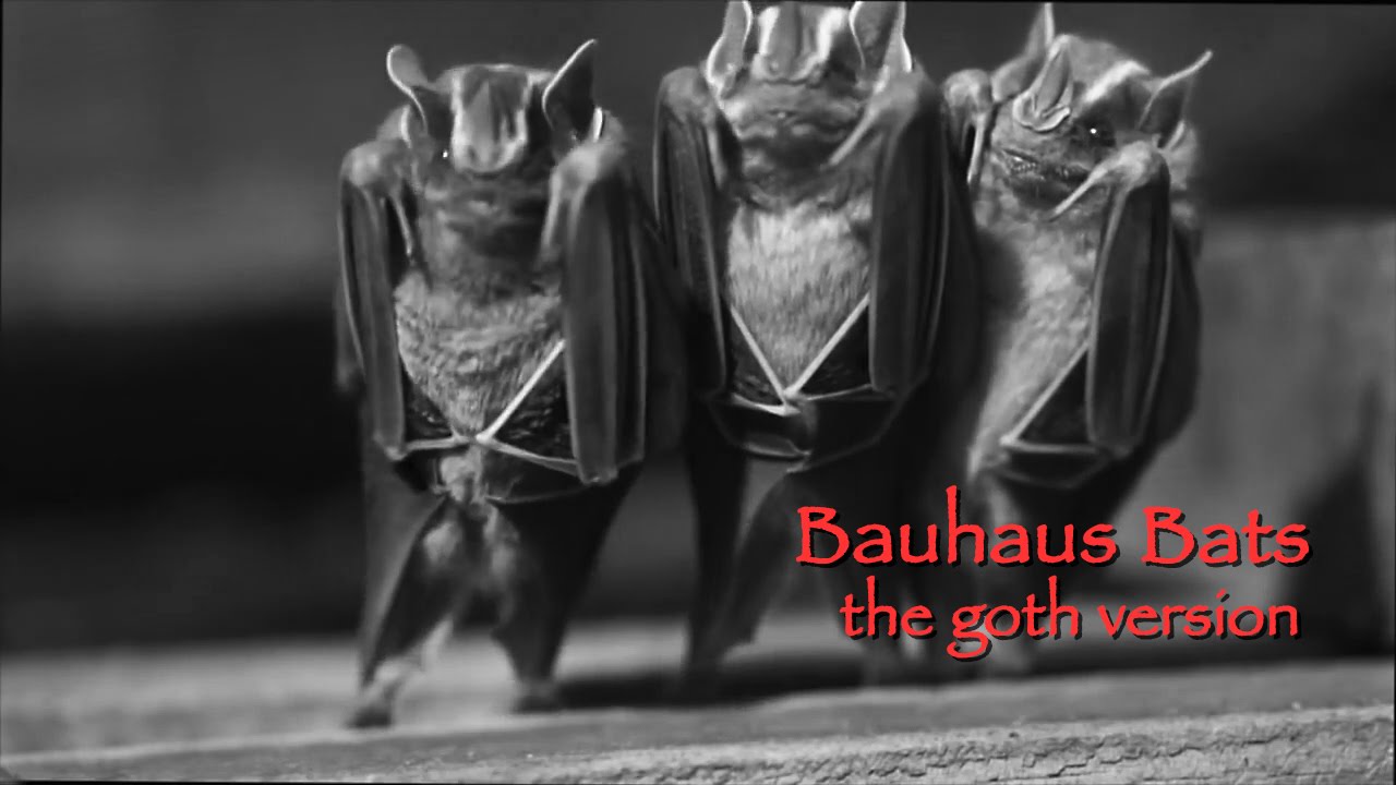Bauhaus Bats The Goth Version YouTube