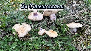 Gribnik в прямом эфире! синеножки сегодня!