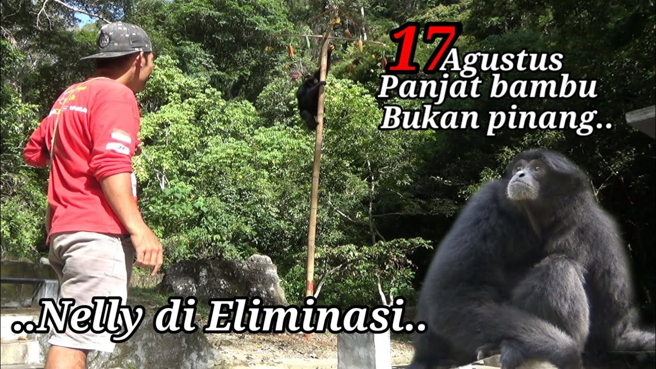 17Agustus Panjat Bambu Bukan Pinang #panjatpinang #monkey