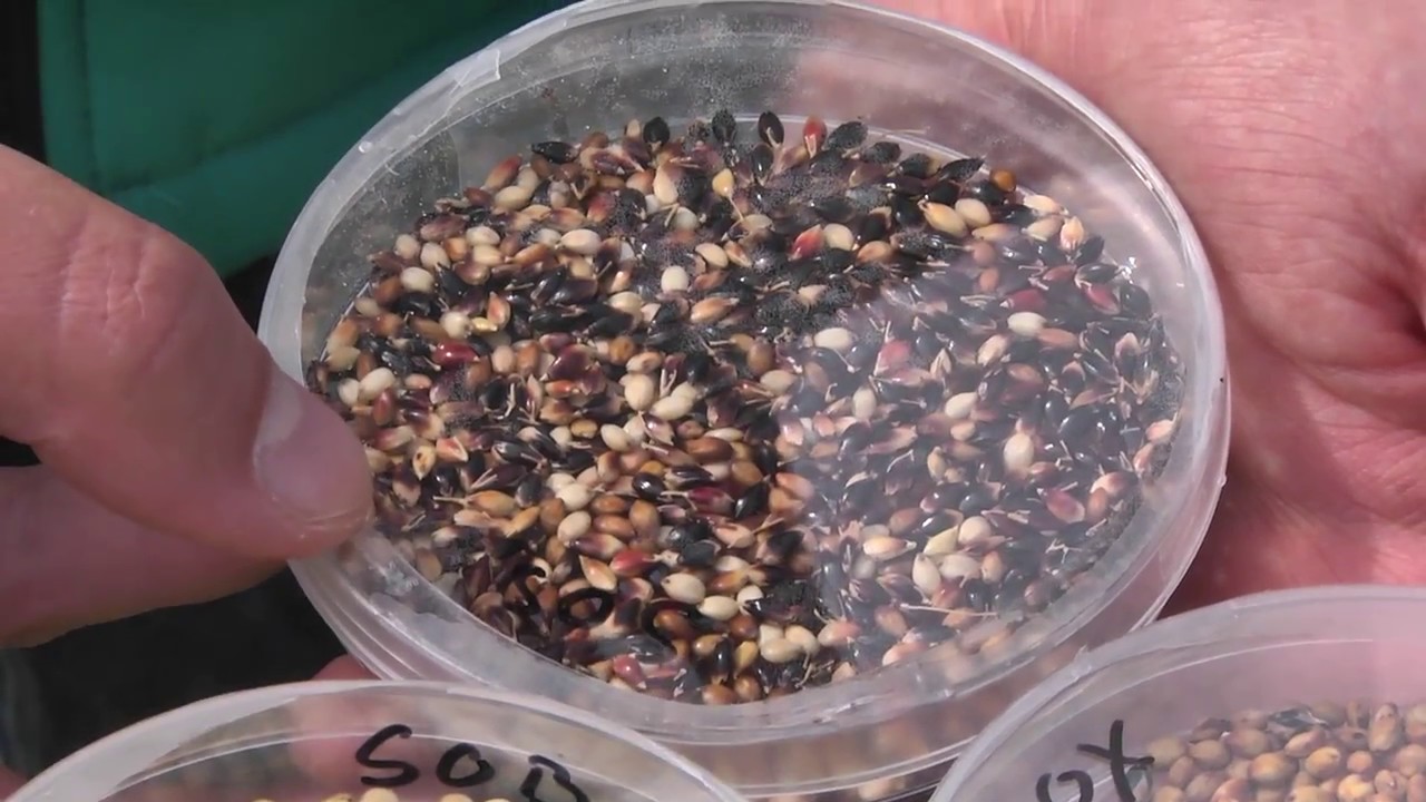DSV zaden │ Sorghum - YouTube