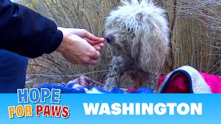 Badly injured stray poodle bites Hope For Paws rescuer and sends her to urgent care. #dog