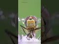 PROBLEME D ESSUIE GLACE Jobul456 Videodrole Humour Drole Mdr Marrant Rigolo Funny Animals 