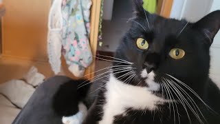 Katze Blacky spricht zum ersten Mal  #katzenvideos