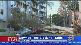 Giant Tree Crashes Into Brentwood Apartments, Parked Car Across Street