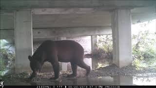 Wildlife Crossing