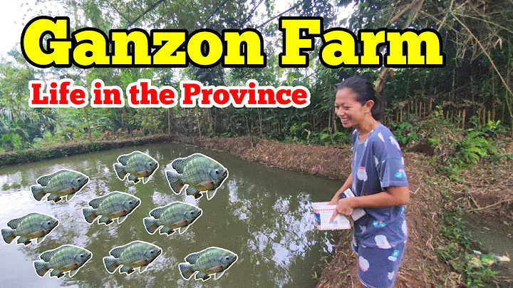 Tilapia fish pond | life in the Province  | countr...