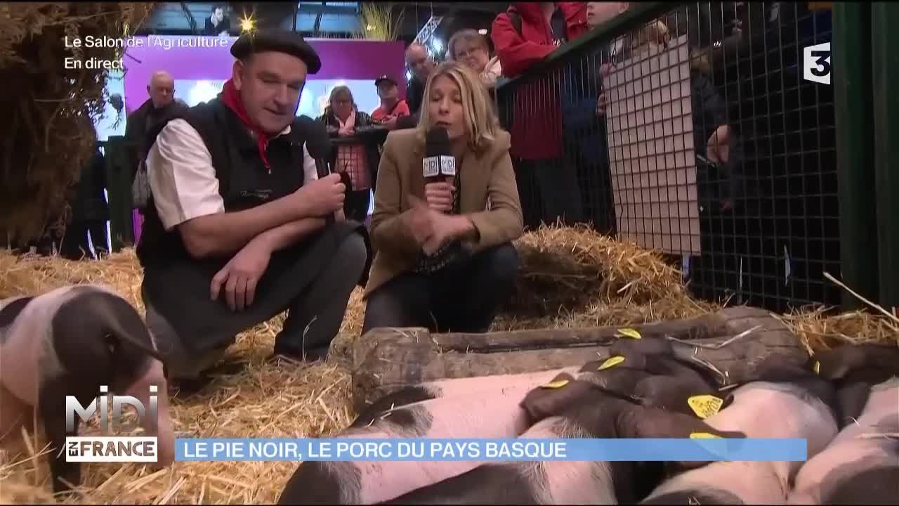 ANIMAUX : Le pie noir, le porc du Pays Basque - YouTube