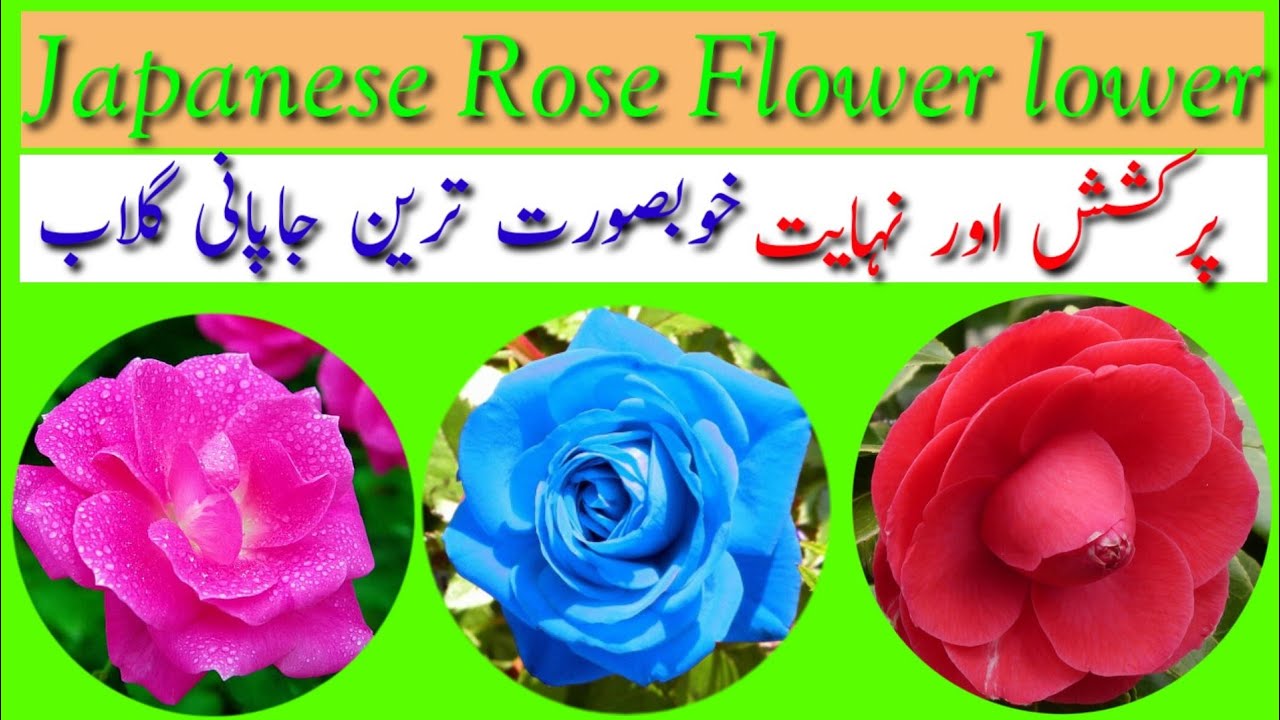 Japanese rose flower 🌺🌹 Different colours of it's Most beautiful