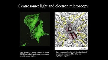 Cytoskeleton Part 2   Centrioles and