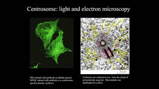 Cytoskeleton Part 2   Centrioles and