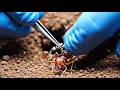 Fire Ant POV: Inside a Massive Underground Colony 🔥🐜
