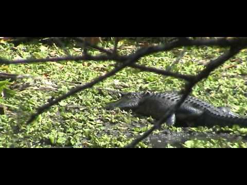 Cork Screw Swamp March 2009