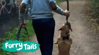 Dog Walking Fails 🤣