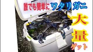 ワタリガニ 網で大量に掬う！