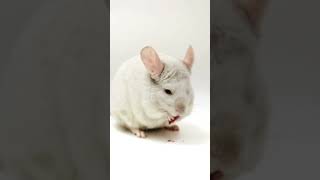 How To Tell If Chinchilla Is Pregnant? #pets #animals