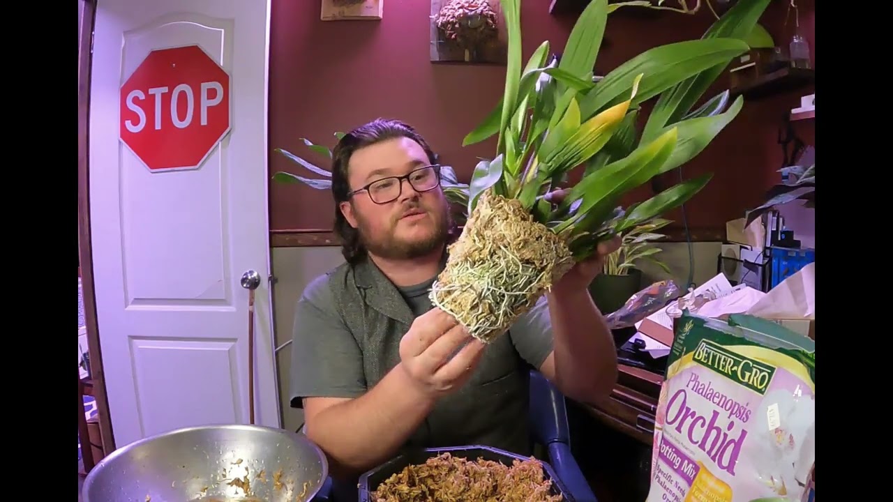 Oncidium Sherry Baby Re-pot