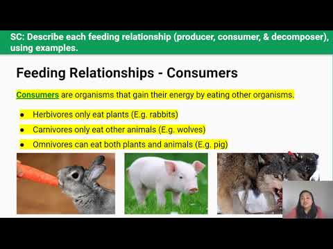 Ecology 1: Ecosystem and Feeding Relationships (Video 1 in Yr 10 Living  World Series) - YouTube