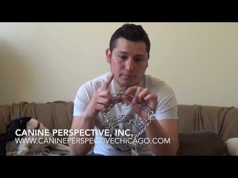 intro-to-prong-collars