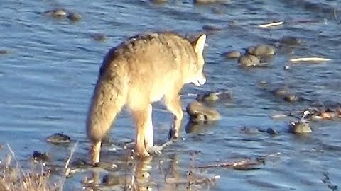 New Owl At Sspopiikimi