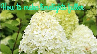 How to make Limelight hydrangeas bushier video *Rachel’s Home and Garden*