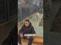 Злить льва плохая идея #shorts #добро