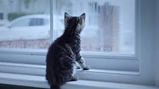 More cats than ever need us this winter | Cats Protection