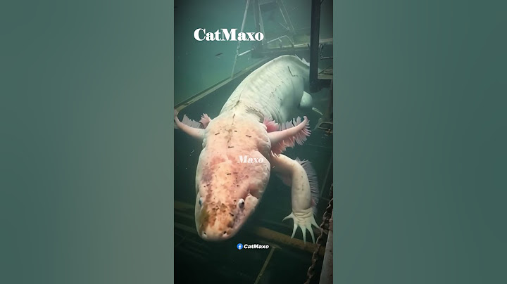Viral Giant Axolotl Caught by a Fisherman in The Philippines #viralvideo #viralshorts #GiantAxolotl