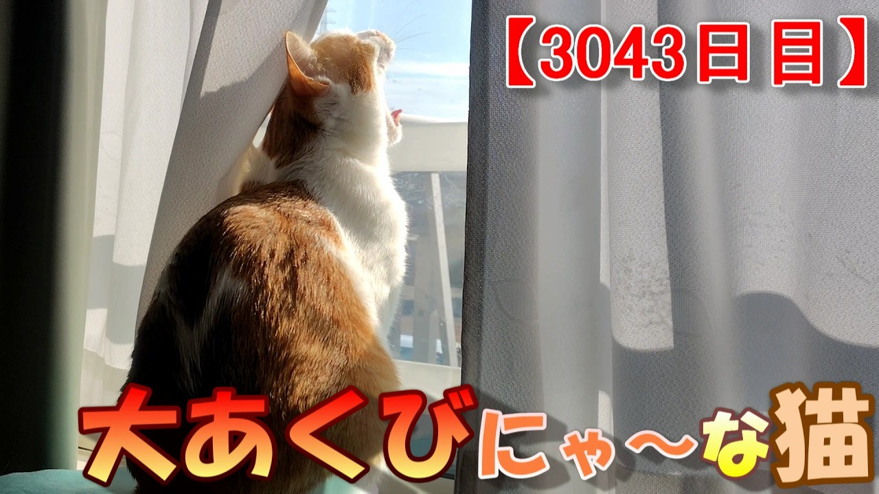 3043日目】大あくびにゃ～な猫【かわいい・面白い】～The growth
