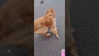 #goldenretriever #dog #dogs #doglover #like #youtube #youtubeshorts ?