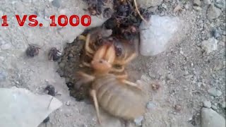 Camel Spider Decimates Ant Hill